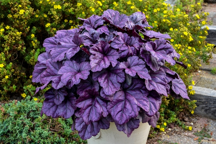 Dolce® 'Wildberry' - Heuchera (Coral Bells)