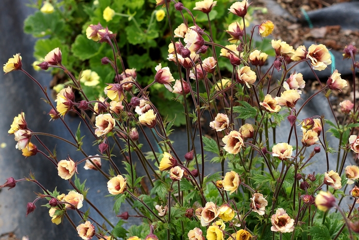 Tempo™ Yellow - Geum 