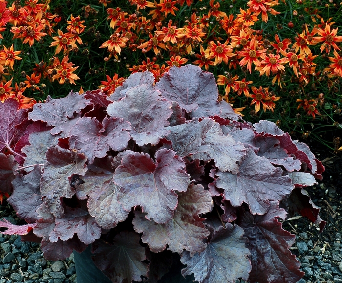 Northern Exposure™ 'Black' - Heuchera (Coral Bells)