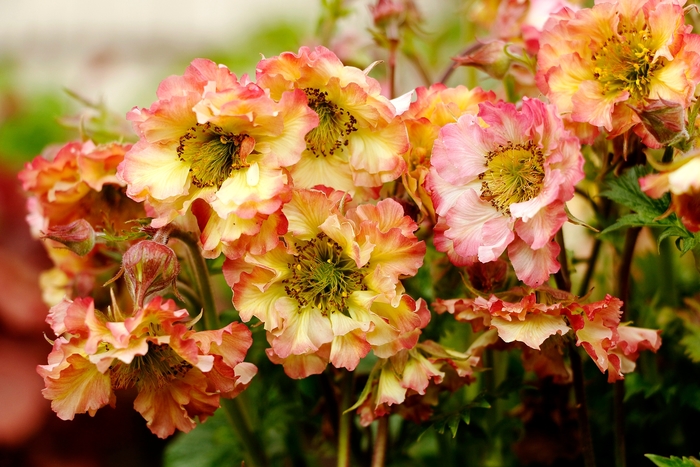 Pretticoats™ 'Peach' - Geum 