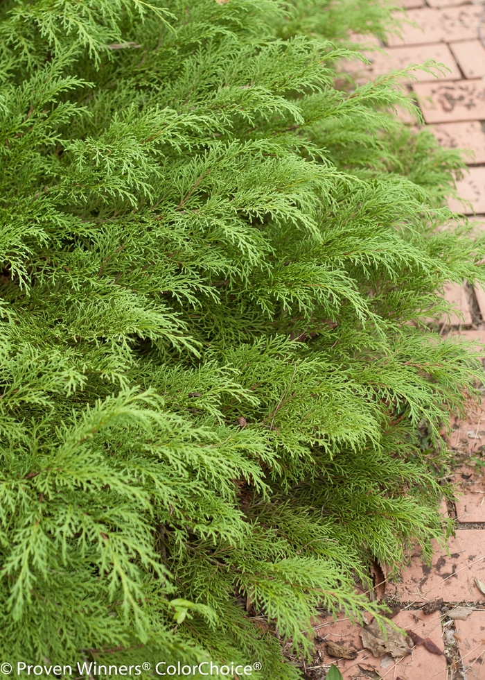 'Celtic Pride®' Siberian Cypress - Microbiota decussata