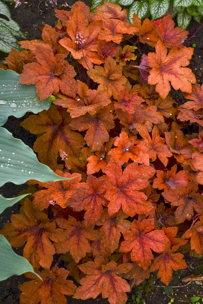 'Pumpkin Spice' Foamy Bells - Heucherella 