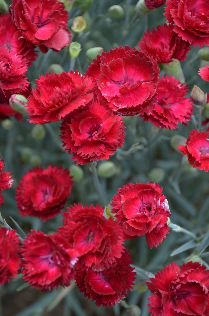 Pretty Poppers™ 'Electric Red' - Dianthus (China Pinks, Cheddar Pinks)