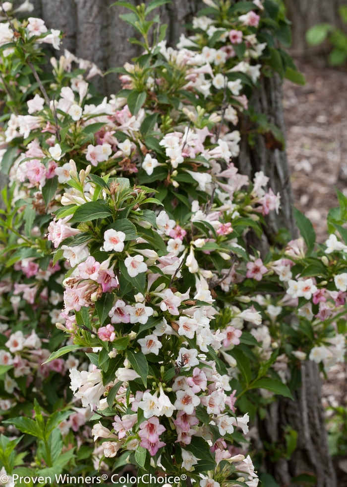 Sonic Bloom® 'Pearl' - weigela florida