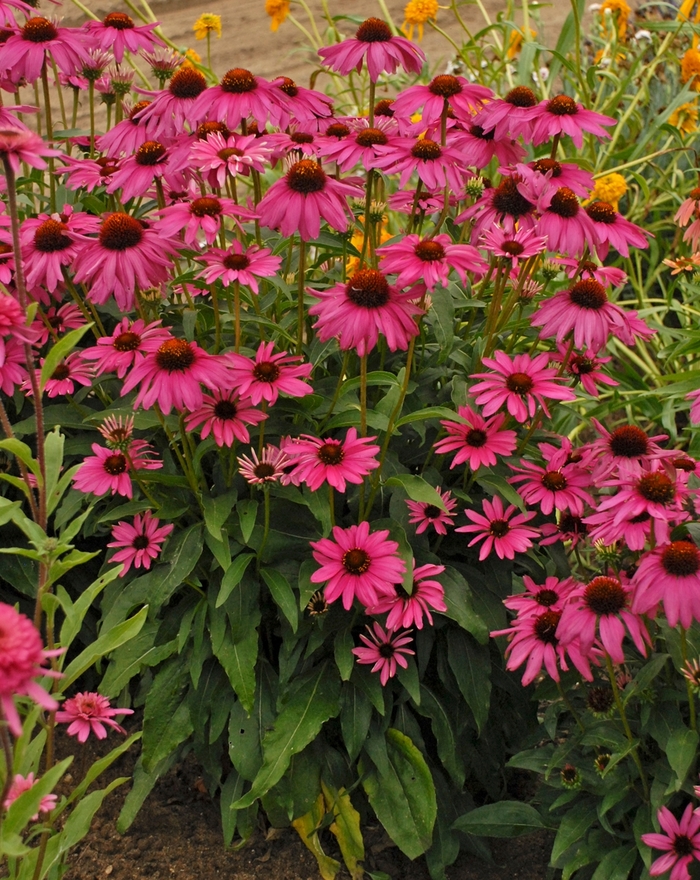 Butterfly 'Purple Emperor' - Echinacea (Coneflower)