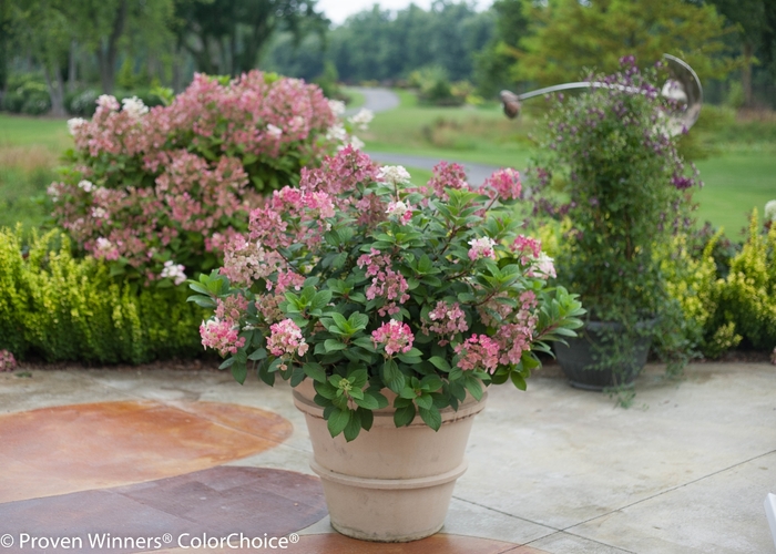 'Little Quick Fire®' Panicle Hydrangea - Hydrangea paniculata