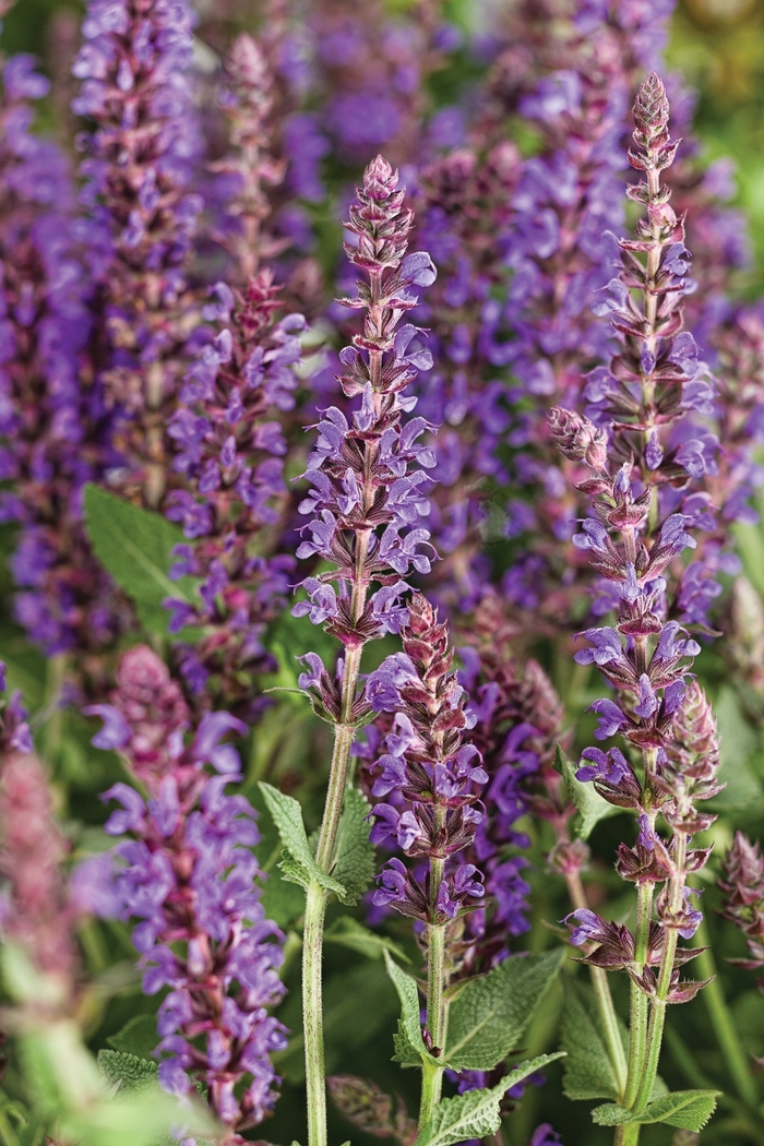 Color Spires® 'Violet Riot' - Salvia nemorosa