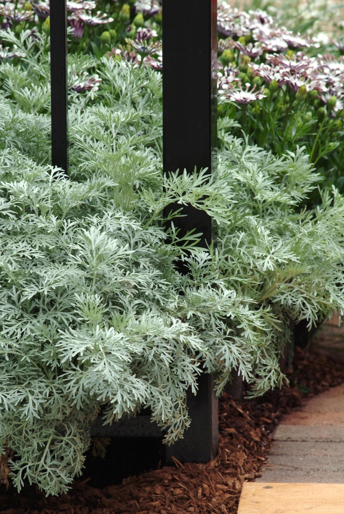 'Powis Castle' Wormwood - Artemisia 