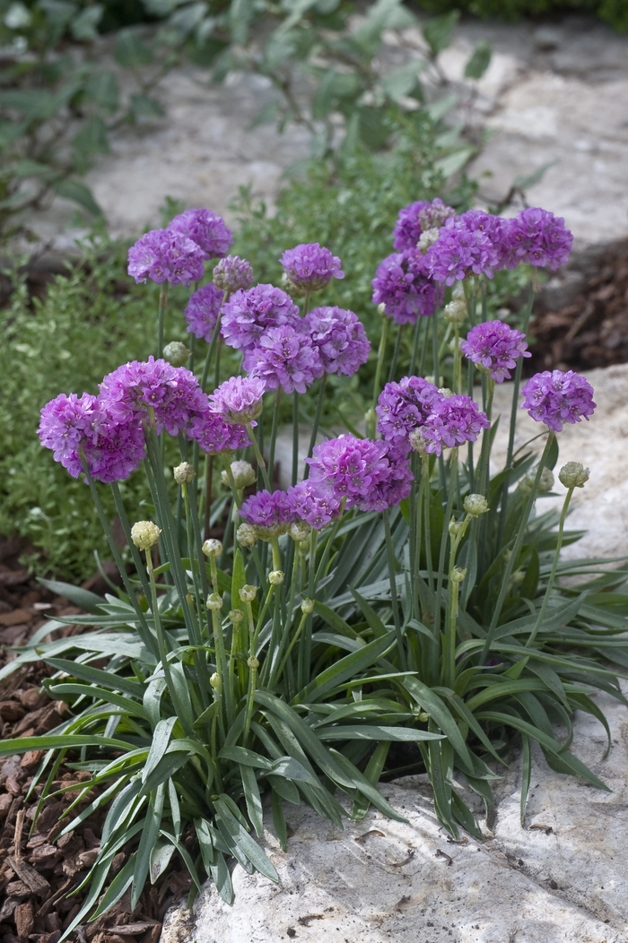 Ballerina 'Lilac' - Armeria pseudarmeria (False Sea Pink)