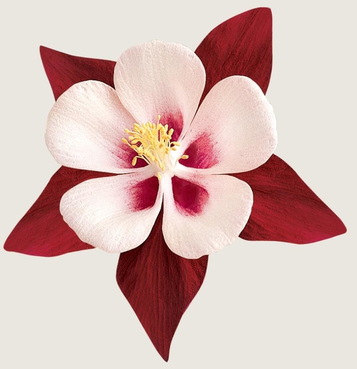 Swan 'Burgundy and White' - Aquilegia (Columbine)