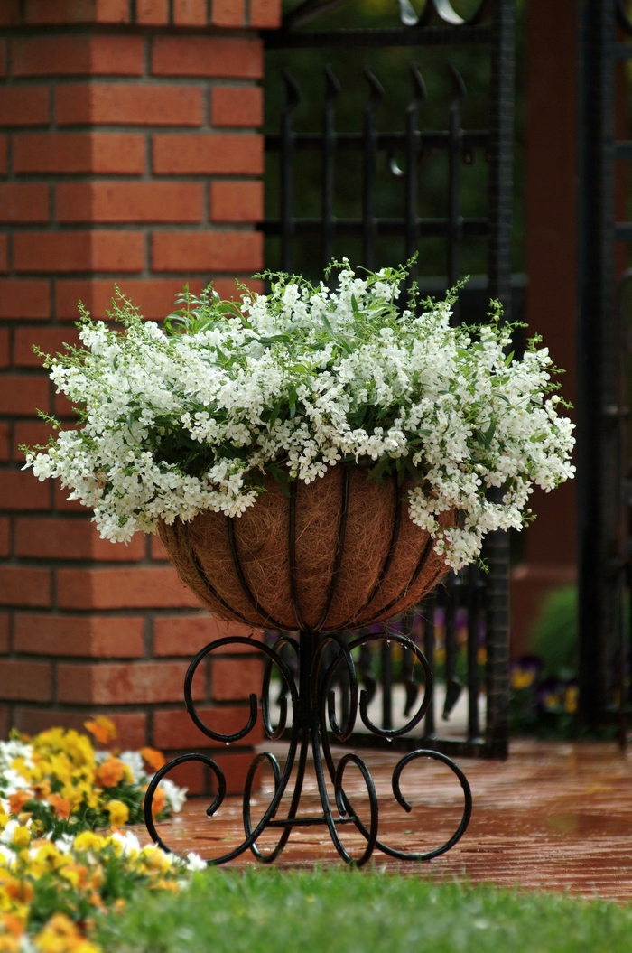 Spreading Angelonia Hanging Basket - Angelonia angustifolia (Summer snapdragon)