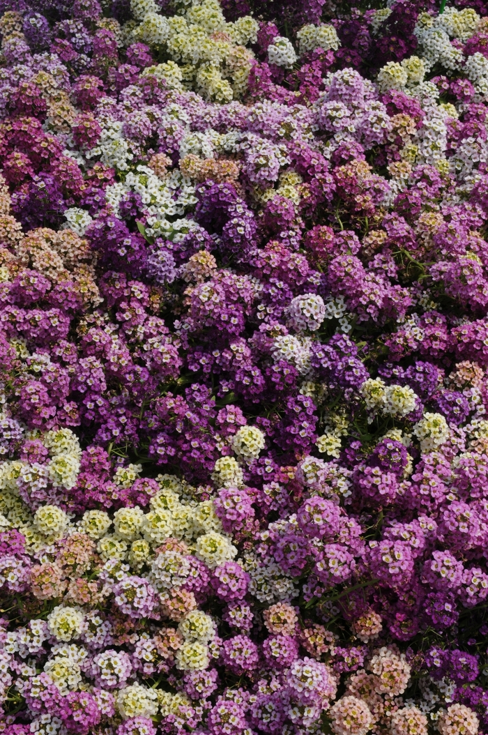 'Easter Basket Mix' Sweet Alyssum - Lobularia maritima