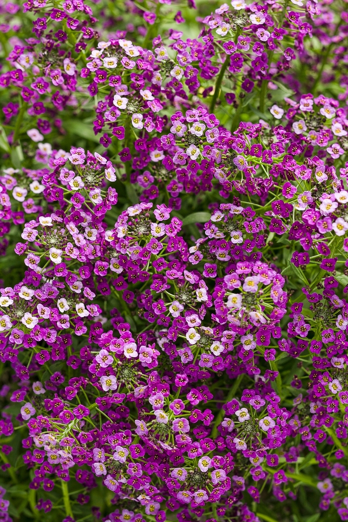 'Dark Knight™' Sweet Alyssum - Lobularia 