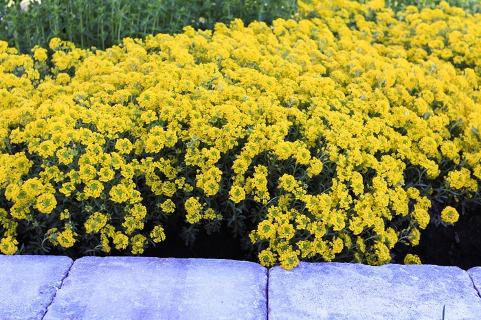 'Golden Spring' - Alyssum wulfenianum