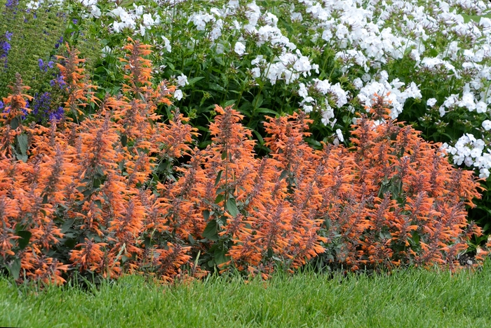 'Apricot Sprite' Anise Hyssop - Agastache auriantica