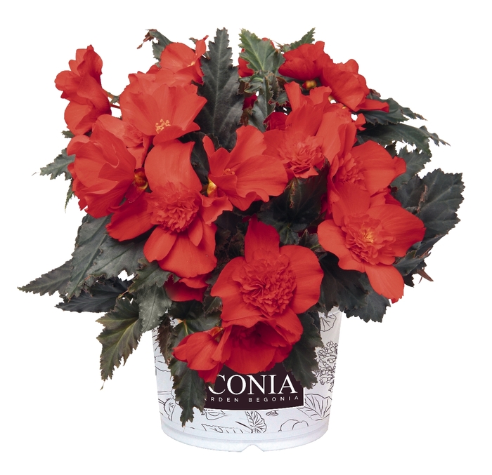 I'Conia - Begonia boliviensis