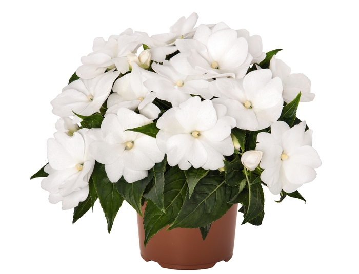 New Guinea Impatiens - Impatiens 