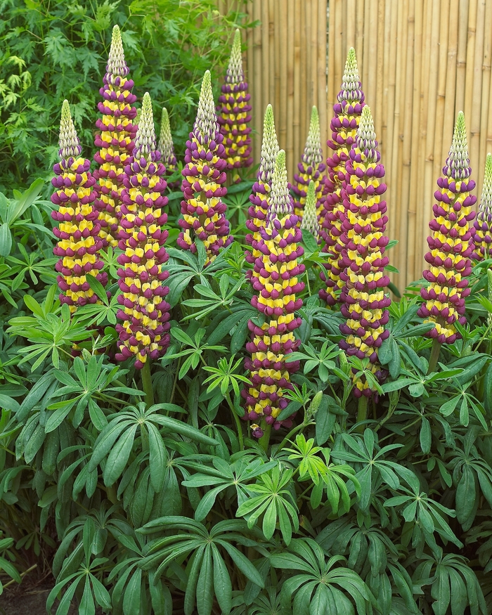 Westcountry™ 'Manhattan Lights' - Lupinus polyphyllus (Lupine)