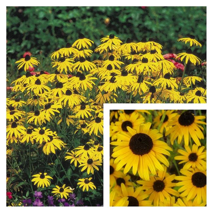 Rudbeckia 'Chocolate Orange' - Rudbeckia 