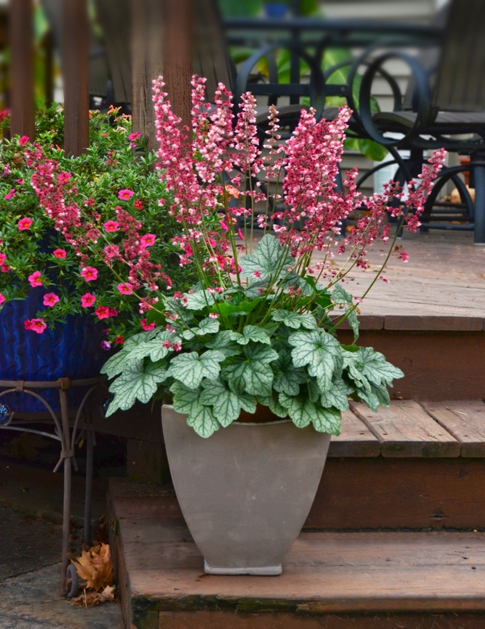 'Berry Timeless' Coral Bells - Heuchera 