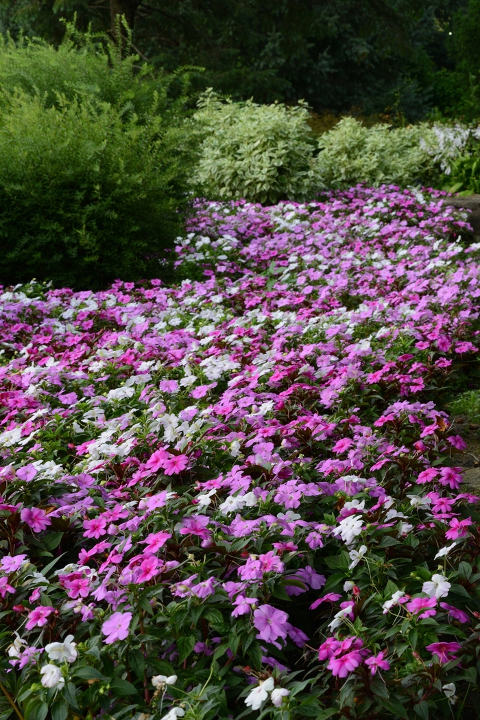 Impatiens - Impatiens 