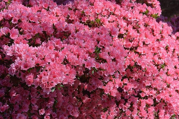 Coral Bells | Azalea | Pots and Plants on the Pike