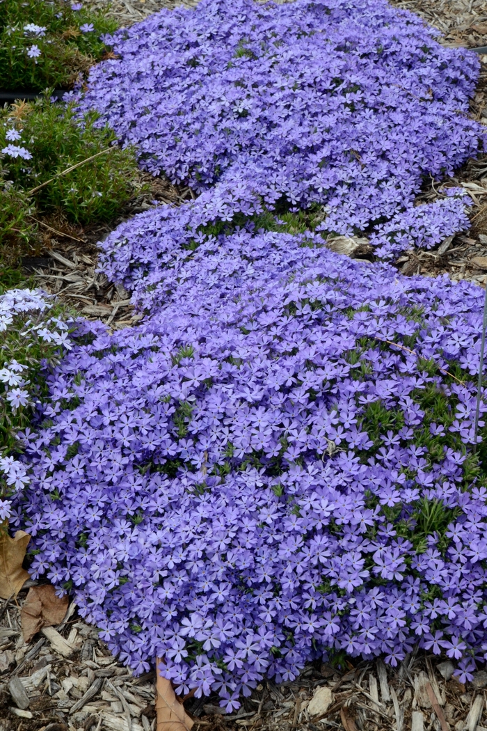 'Violet Pinwheels' - Phlox 