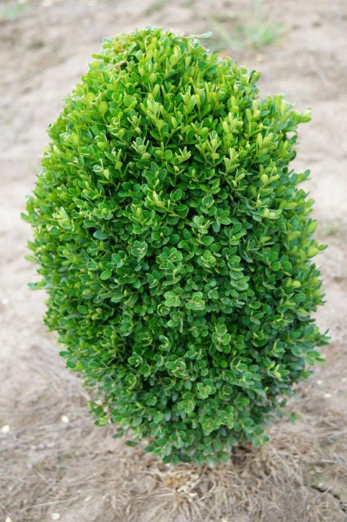 Buxus sempervirens Suffruticosa | Woodburn Select Boxwood -Dwarf ...