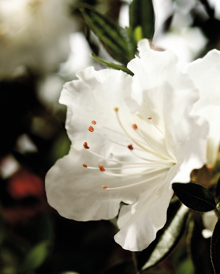 Encore® 'Autumn Angel®' - Rhododendron (Azalea)