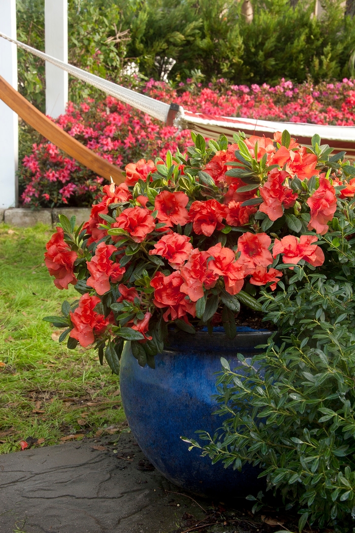 Encore® 'Autumn Embers™' - Rhododendron (Azalea)