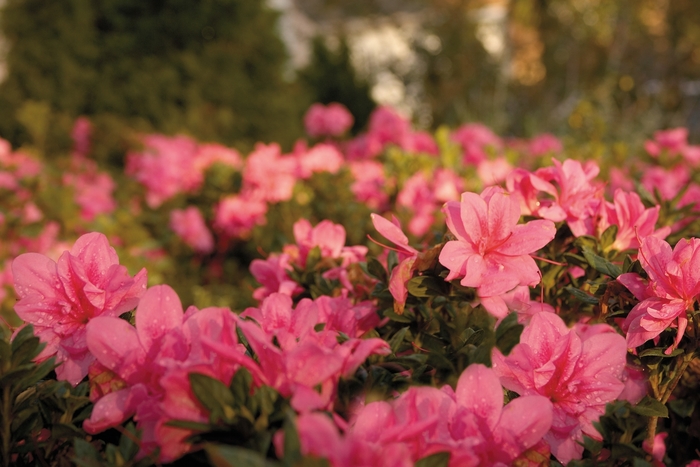 Encore® 'Autumn Empress™' - Rhododendron (Azalea)