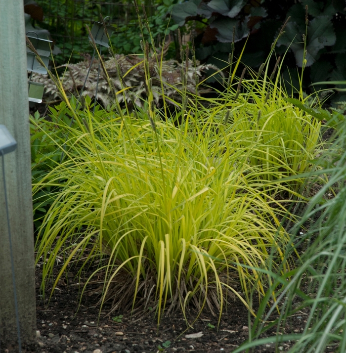 'Bowles Golden' Gold Sedge - Carex elata