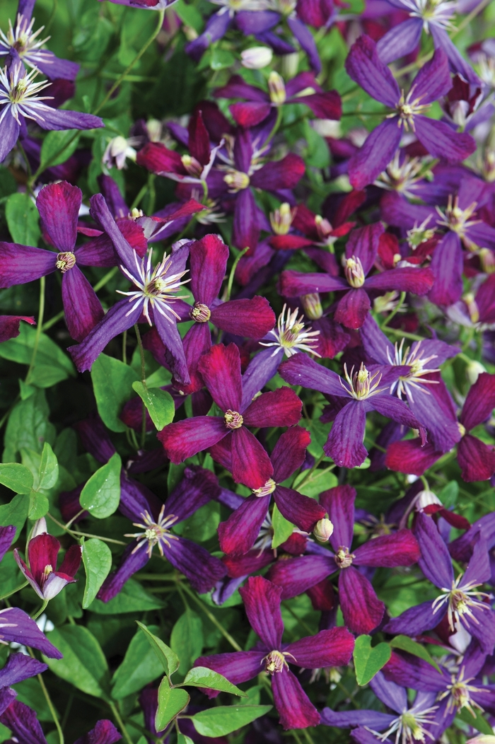 'Sweet Summer Love' - Clematis 