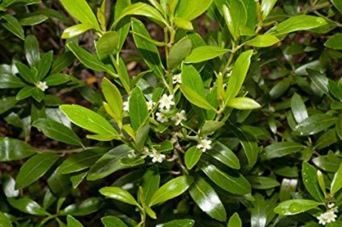 Ilex glabra 'Densa' | Densa Inkberry Holly | Pots and Plants on the Pike