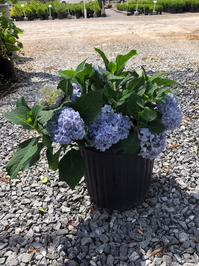 'Nikko Blue' Bigleaf Hydrangea - Hydrangea macrophylla