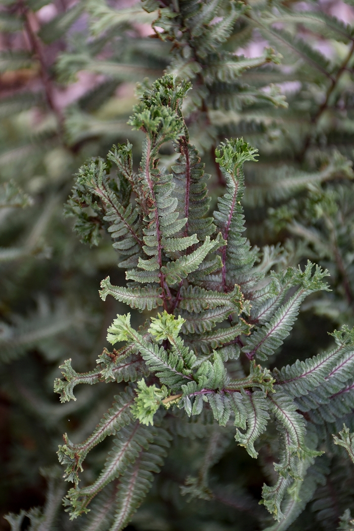 'Crested Surf' Japanese Painted Fern - Athyrium niponicum