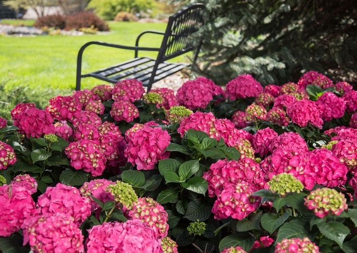 Summer Crush® - Bigleaf Hydrangea