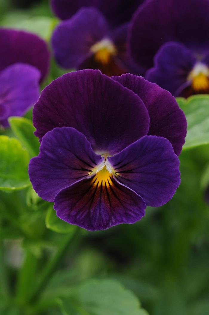 Pansy - 