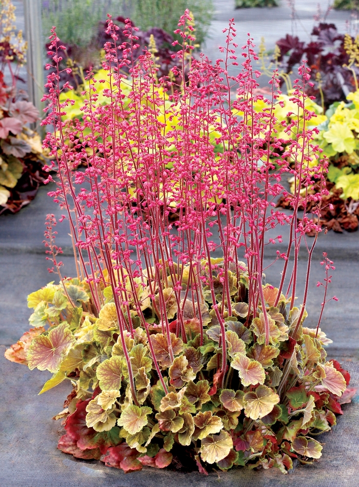 Northern Exposure™ 'Sienna' - Heuchera (Coral Bells)