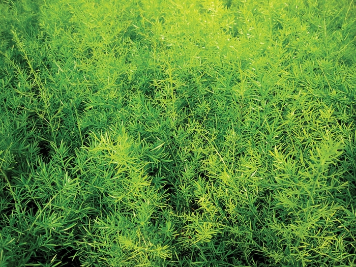 Proven Accents® 'Sprengeri' - Asparagus densiflorus (Asparagus Fern)