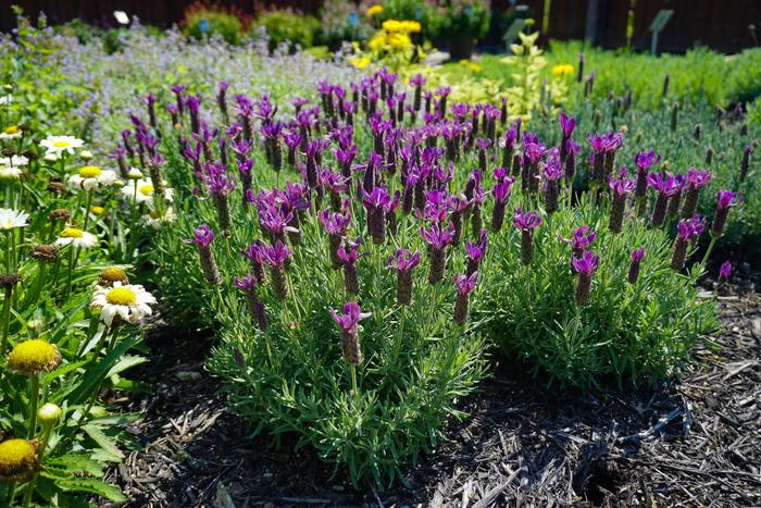 'Primavera' Spanish Lavender - Lavandula stoechas