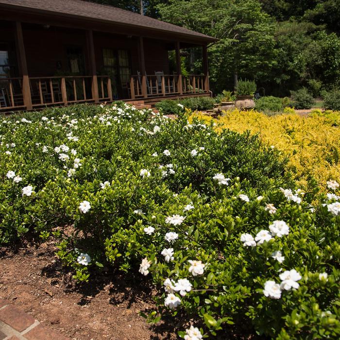 'Double Mint' - Gardenia jasminoides