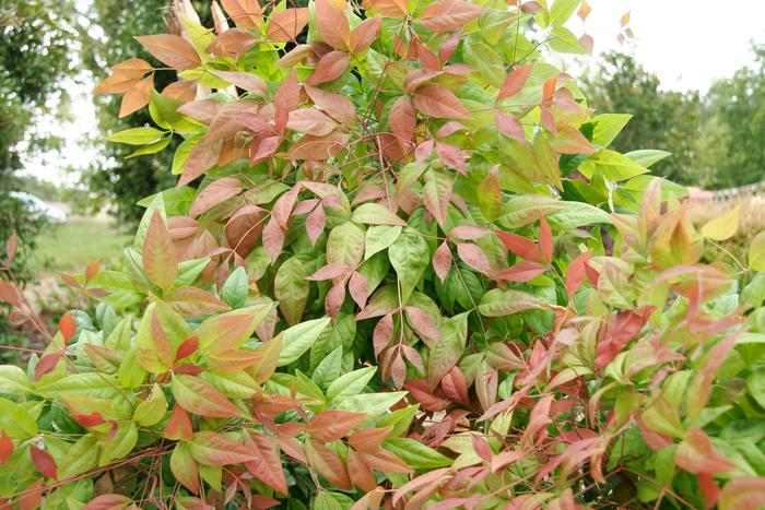 'Blush Pink™' Heavenly Bamboo - Nandina domestica