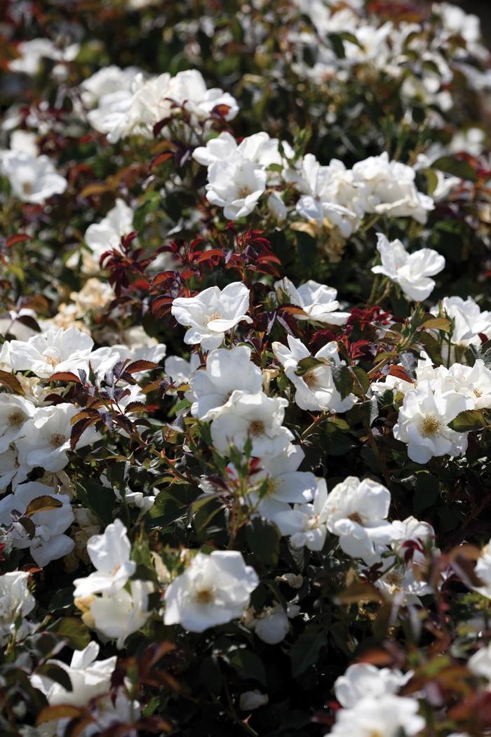 Knock Out® White - Rosa (Rose)