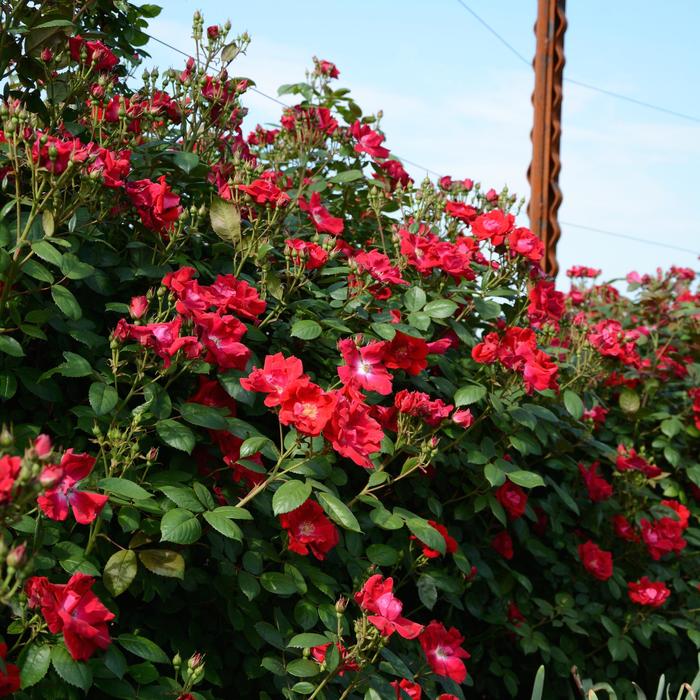 'Winner's Circle™' Climbing Rose - Rosa 