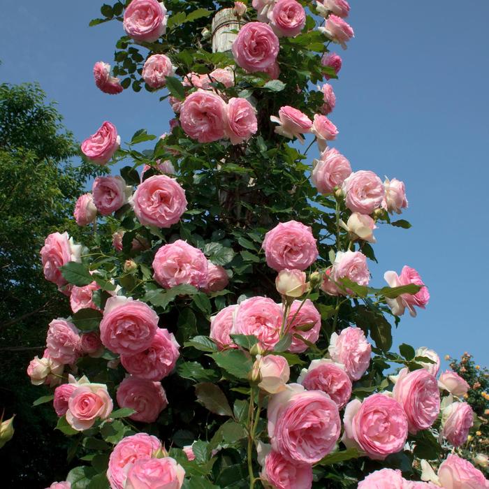 'Eden Climber®' Climbing Rose - Rosa 