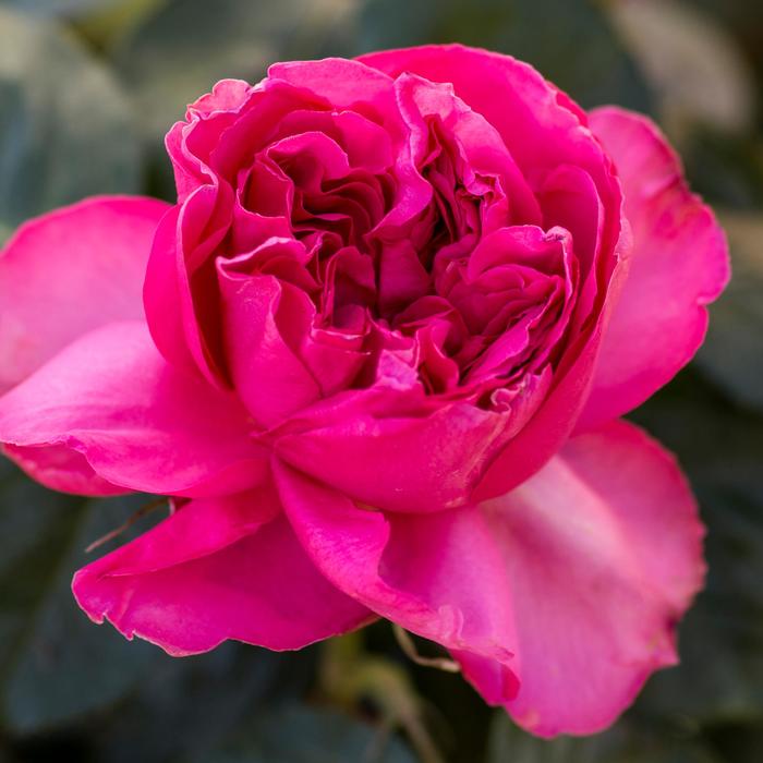 'Pink Traviata®' Hybrid Tea Rose - Rosa 