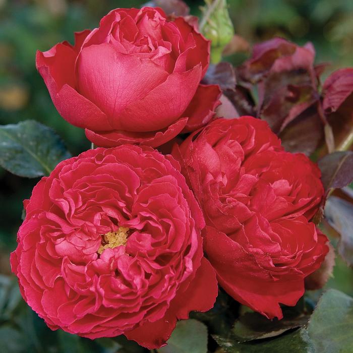 'Traviata®' Hybrid Tea Rose - Rosa 