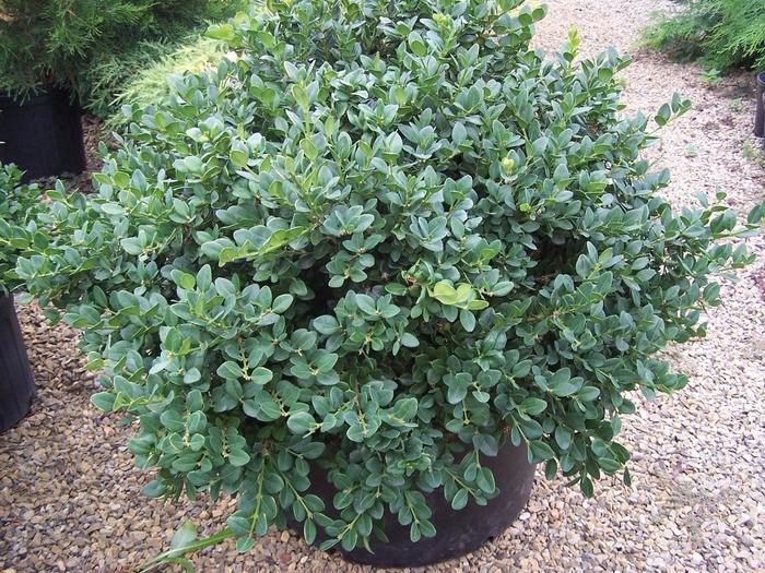 'Gordo™' Boxwood - Buxus 