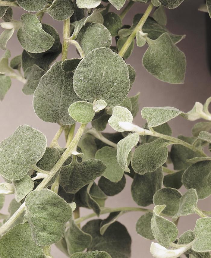 'Licorice' Licorice Plant - Helichrysum petiolare